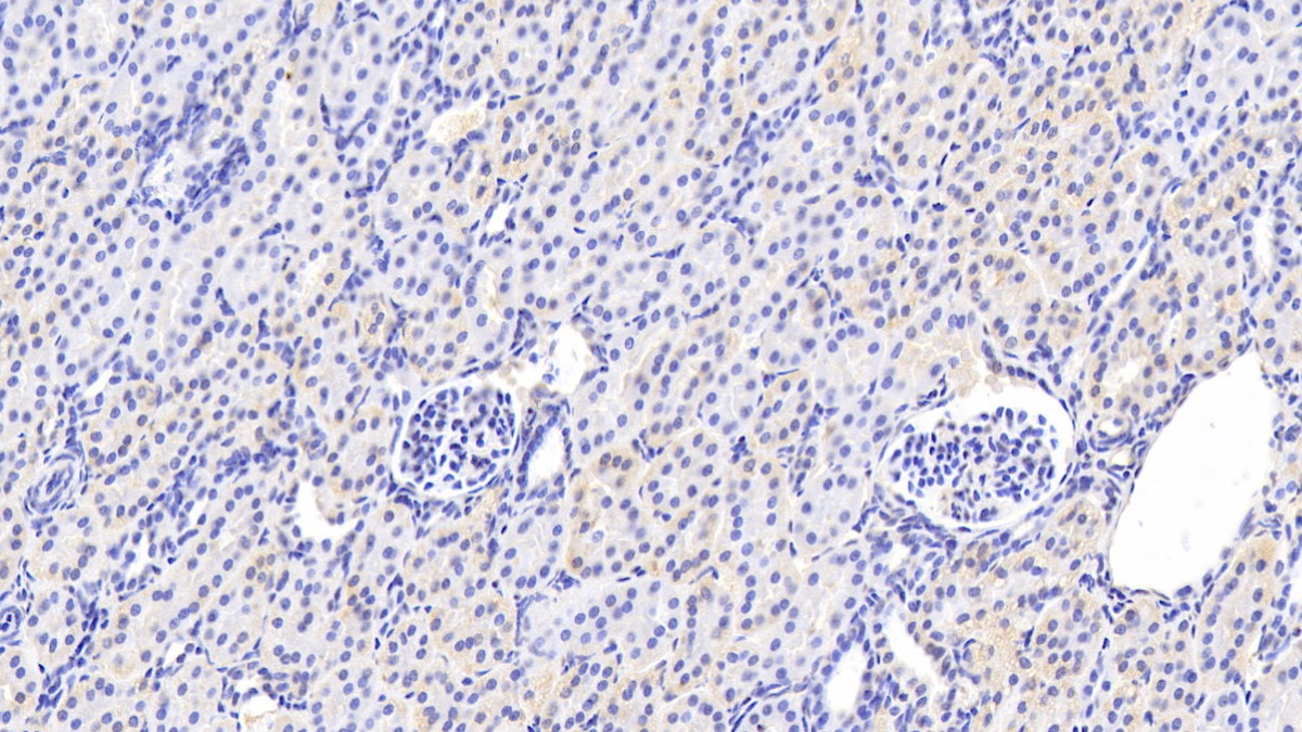 Monoclonal Antibody to Amiloride Binding Protein 1 (ABP1)