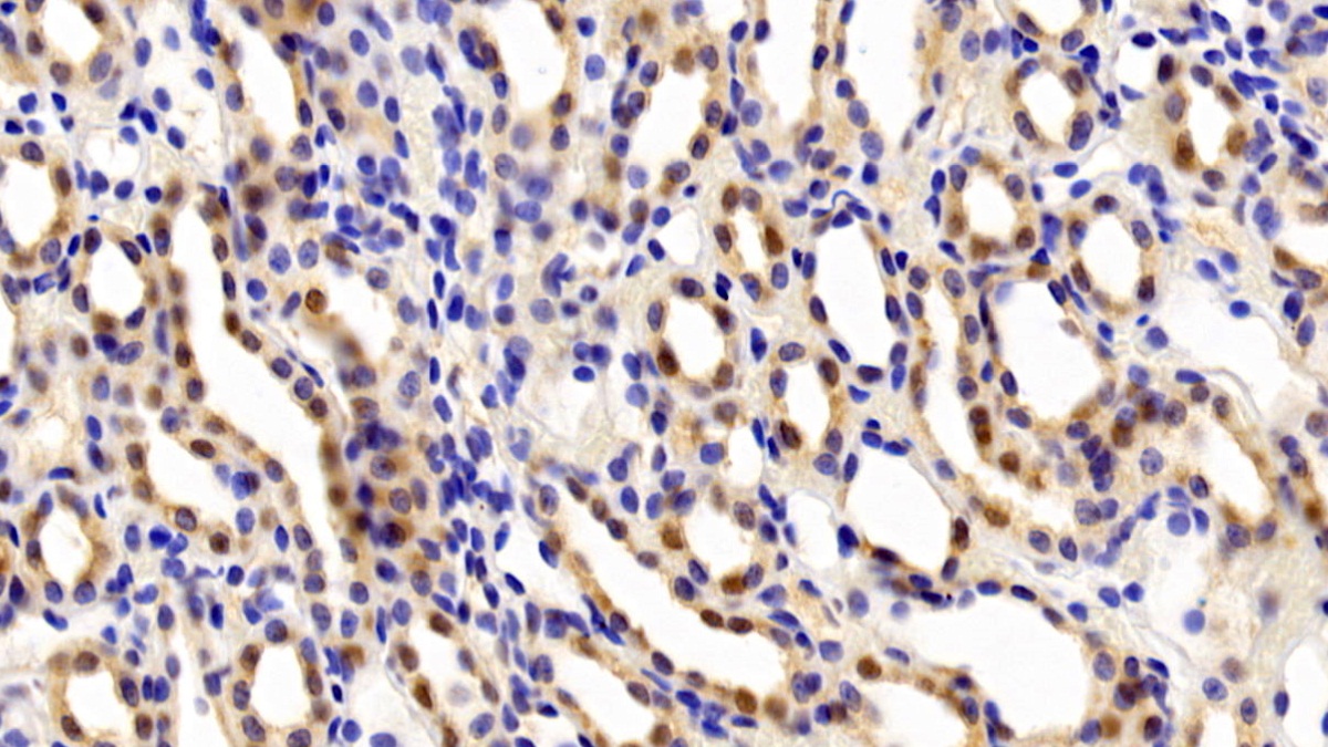 Monoclonal Antibody to Thioredoxin (Trx)