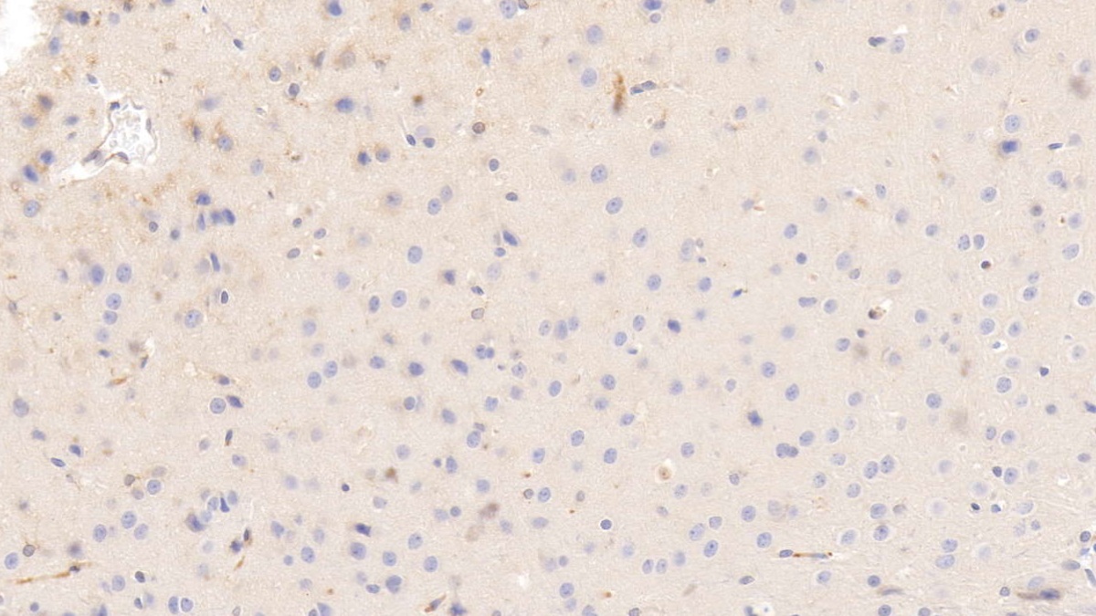 Monoclonal Antibody to Apolipoprotein E (APOE)