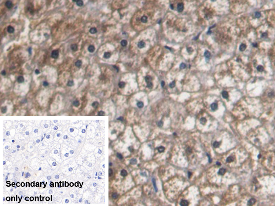 Monoclonal Antibody to Haptoglobin (Hpt)