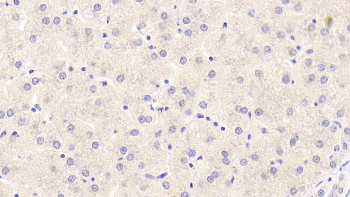 Monoclonal Antibody to Coagulation Factor II (F2)