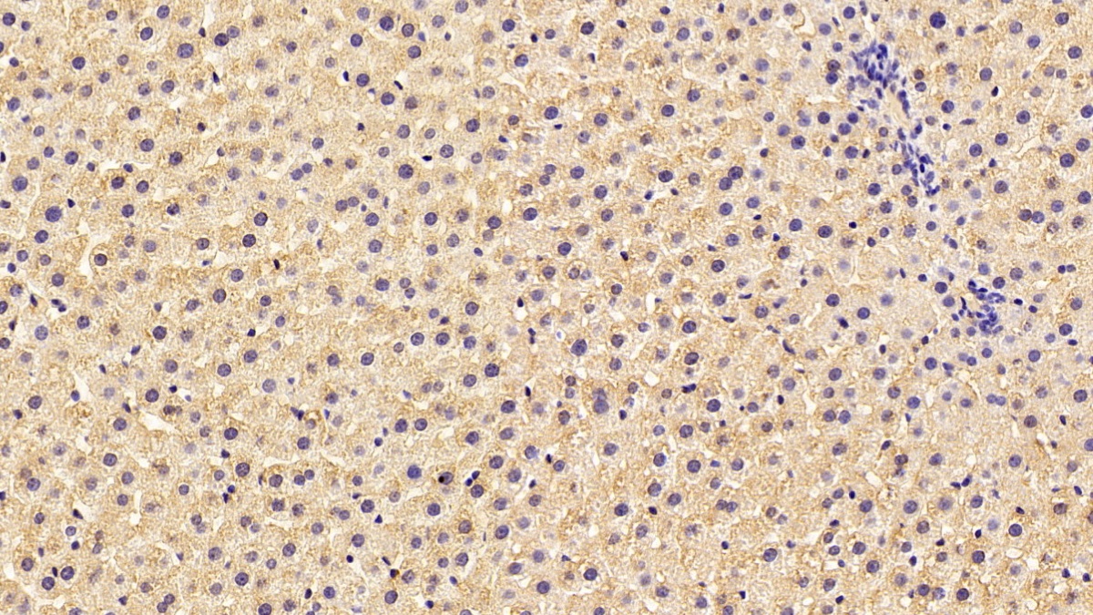 Monoclonal Antibody to Coagulation Factor II (F2)