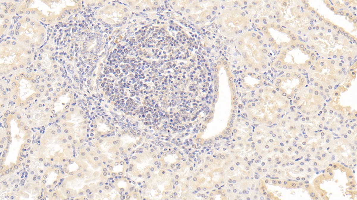 Monoclonal Antibody to Osteopontin (OPN)