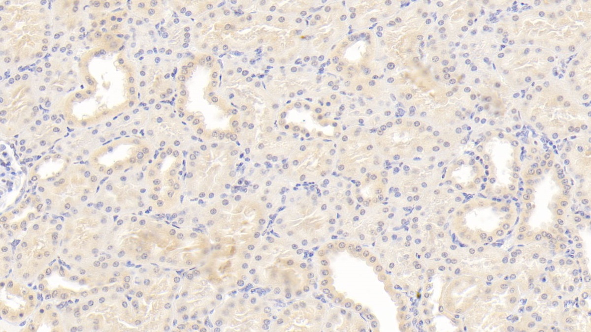 Monoclonal Antibody to Osteopontin (OPN)
