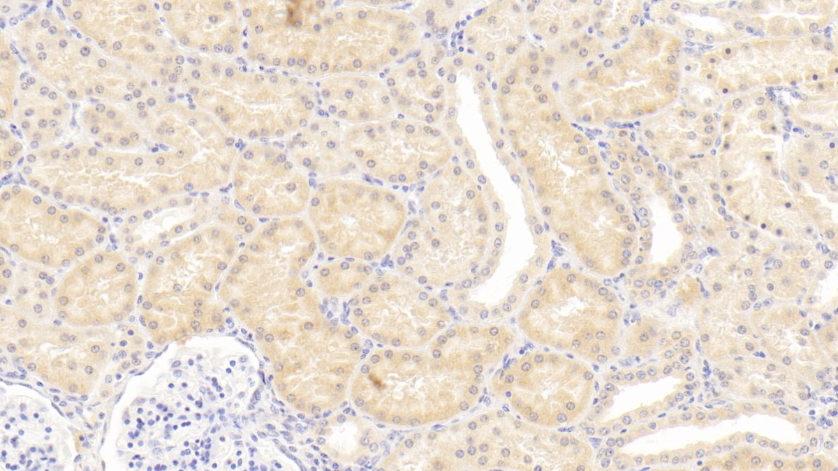 Monoclonal Antibody to Osteopontin (OPN)