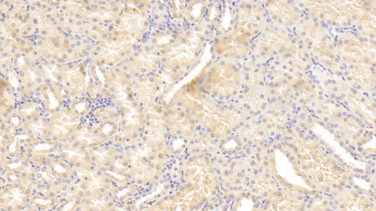 Monoclonal Antibody to Osteopontin (OPN)