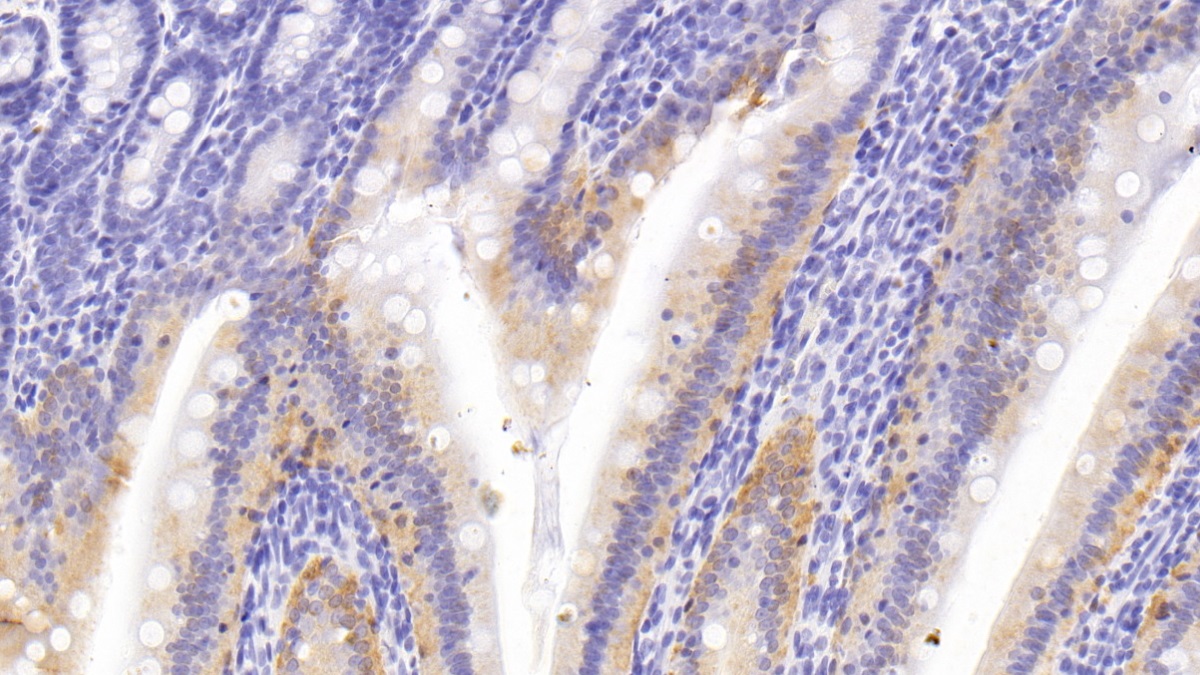 Monoclonal Antibody to Cyclophilin A (CYPA)