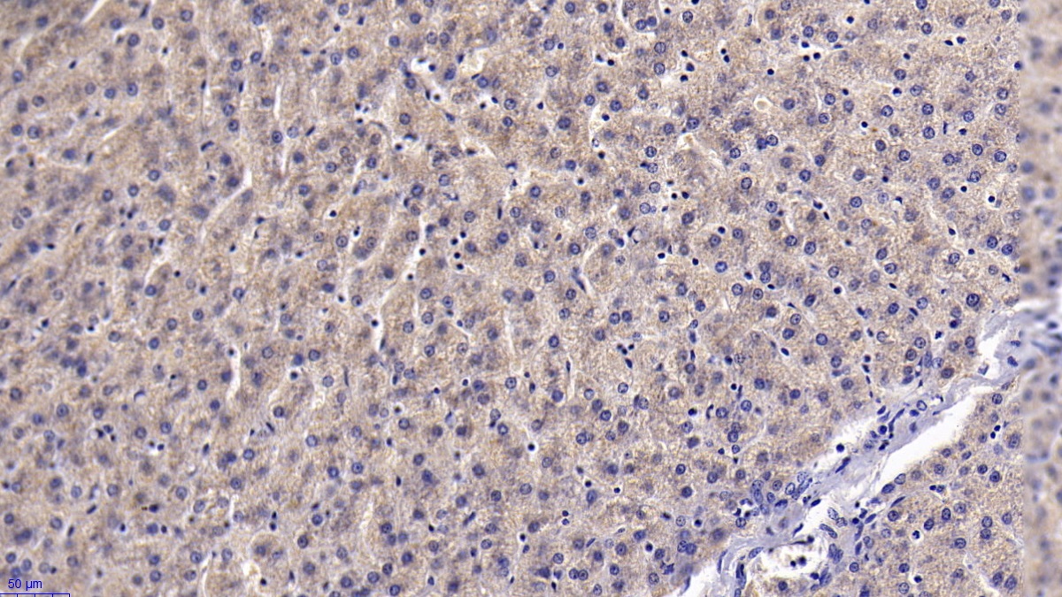 Monoclonal Antibody to Clusterin (CLU)