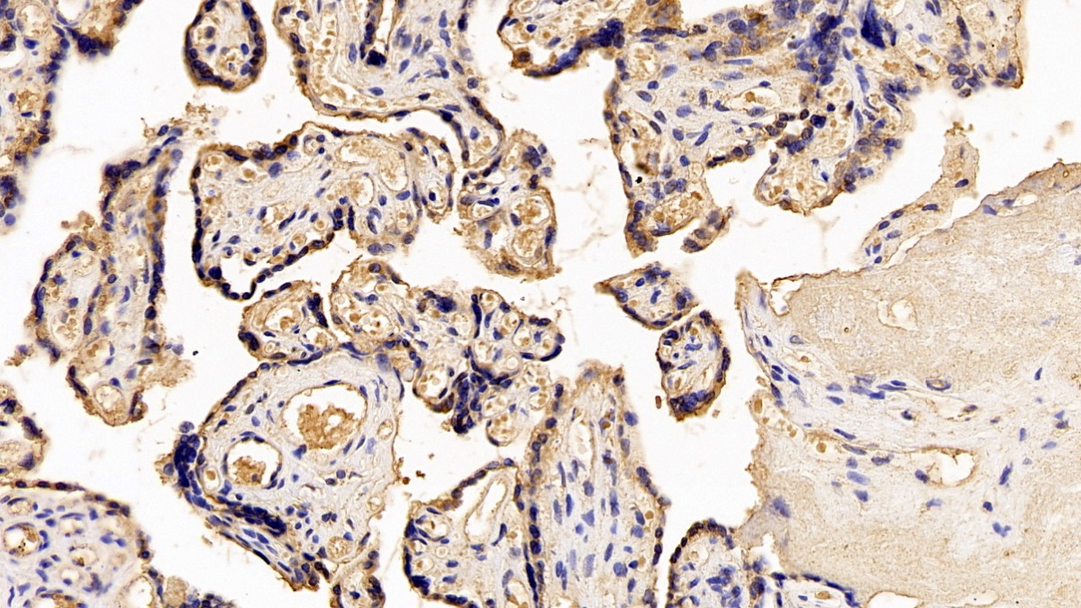 Monoclonal Antibody to Placental Lactogen (PL)