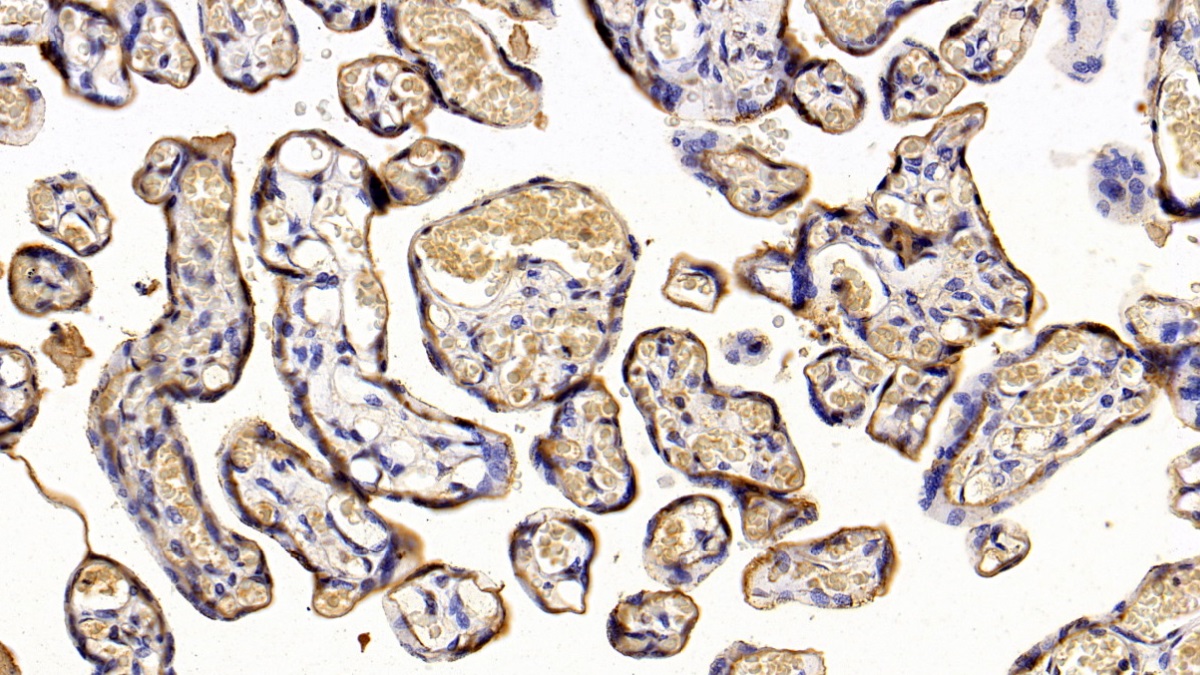 Monoclonal Antibody to Placental Lactogen (PL)