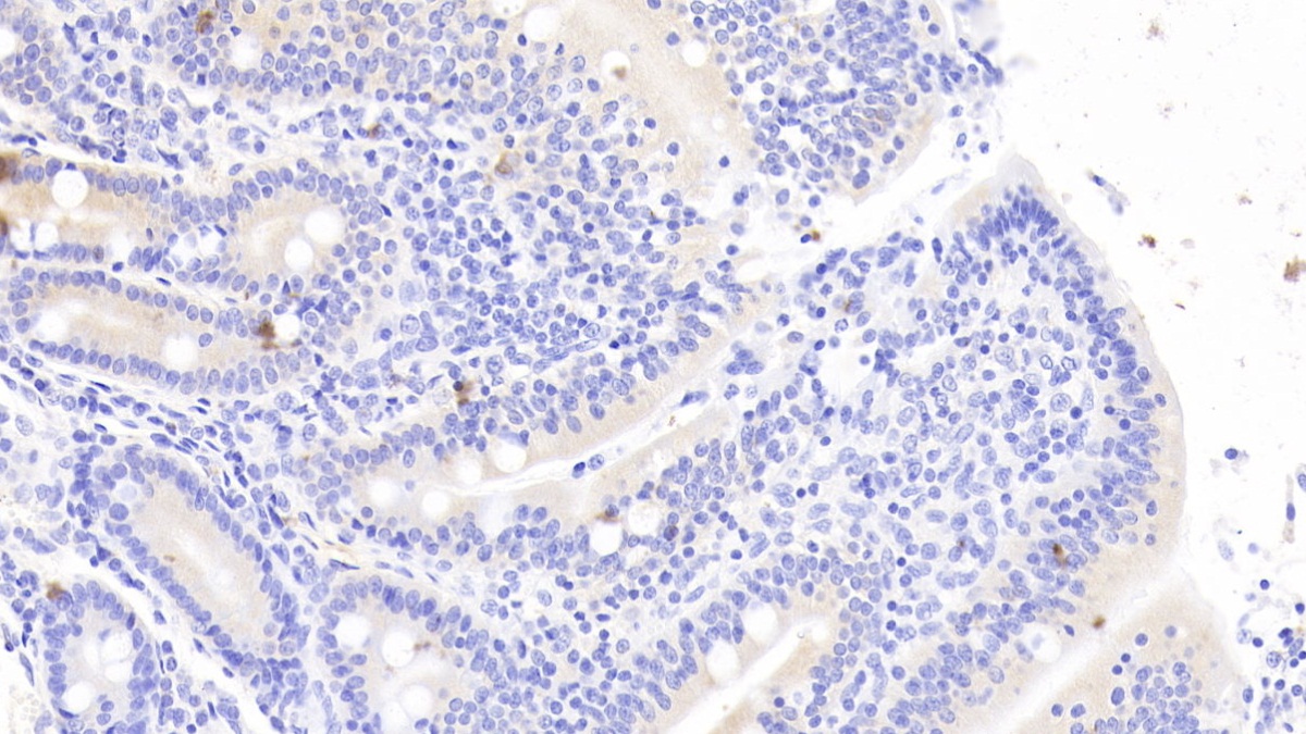 Monoclonal Antibody to Neurotensin (NT)