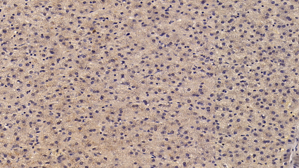 Monoclonal Antibody to Angiostatin (ANG)