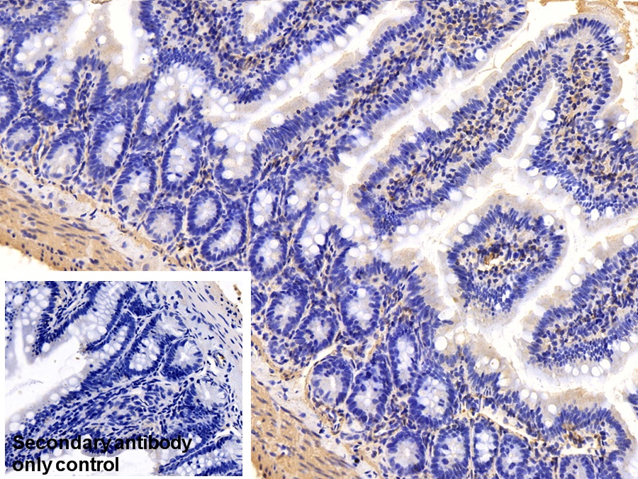 Monoclonal Antibody to Actin Alpha 1, Cardiac Muscle (ACTC1)