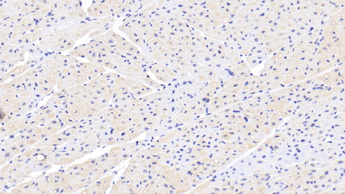 Monoclonal Antibody to Cofilin 1 (CFL1)