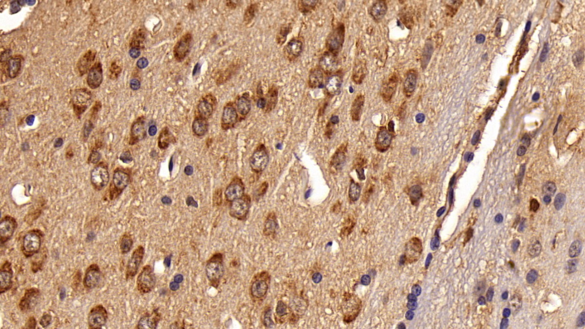 Monoclonal Antibody to Signal Transducer And Activator Of Transcription 3 (STAT3)