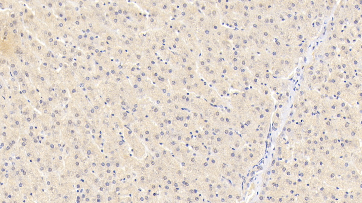 Monoclonal Antibody to Inhibin Beta B (INHbB)