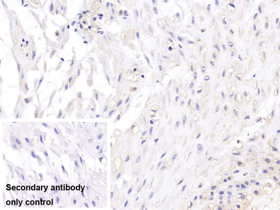 Monoclonal Antibody to Sialic Acid Binding Ig Like Lectin 7 (SIGLEC7)