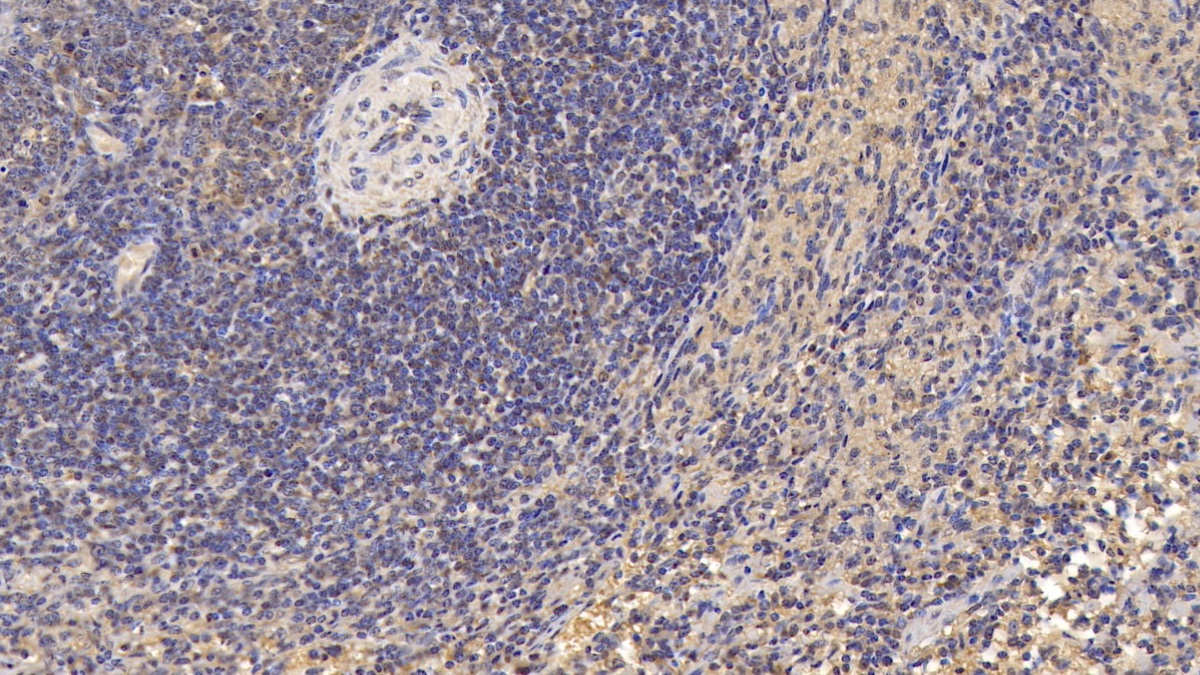 Monoclonal Antibody to Cluster Of Differentiation 3d (CD3d)