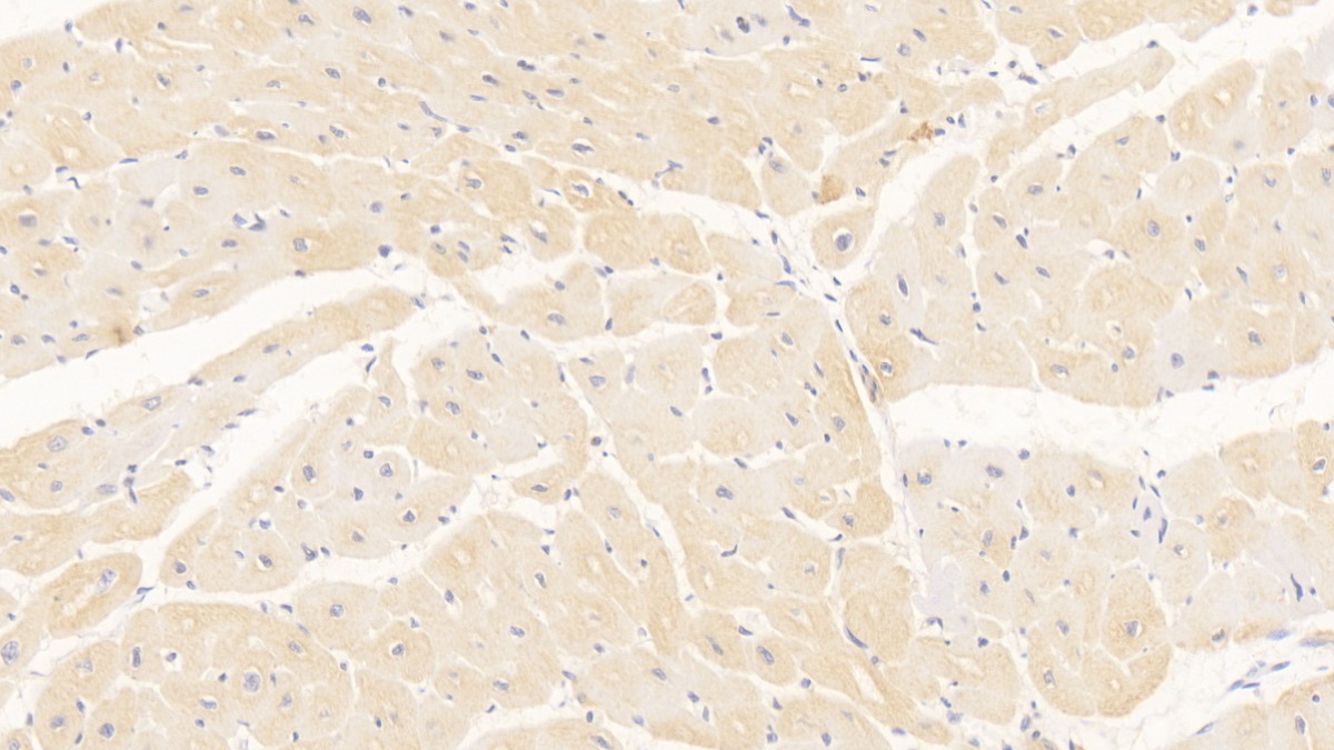 Monoclonal Antibody to Tenascin C (TNC)