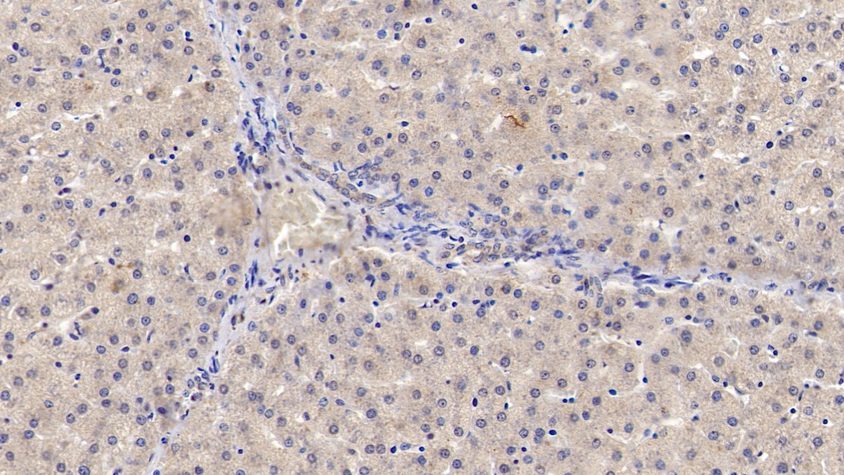 Monoclonal Antibody to Interleukin 29 (IL29)