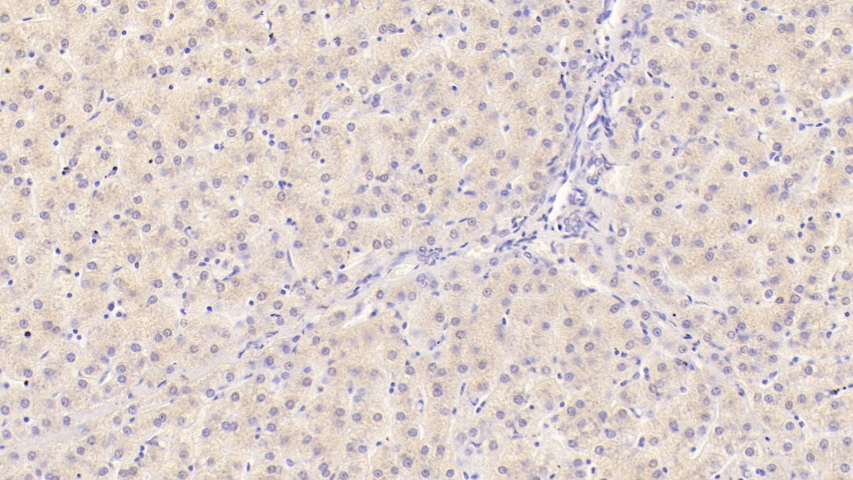 Monoclonal Antibody to Interleukin 29 (IL29)