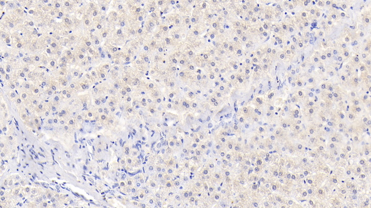 Monoclonal Antibody to Interleukin 29 (IL29)