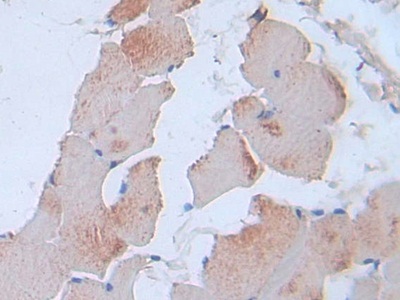 Monoclonal Antibody to Interleukin 24 (IL24)