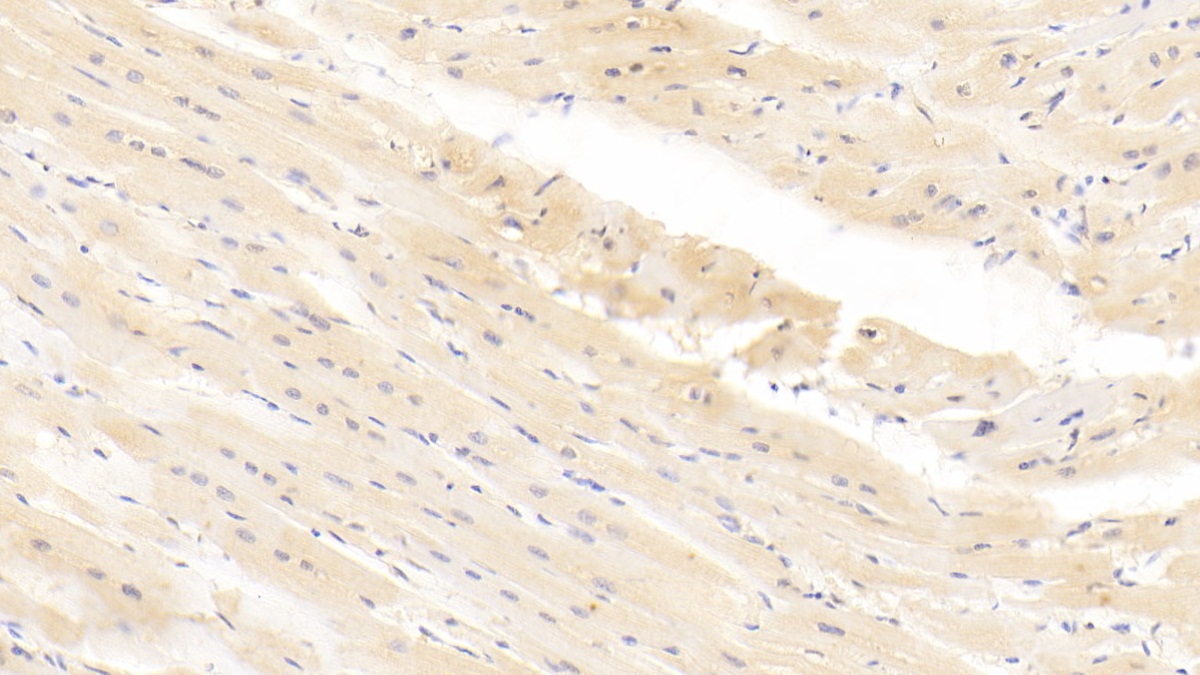 Monoclonal Antibody to Integrin Alpha 11 (ITGa11)