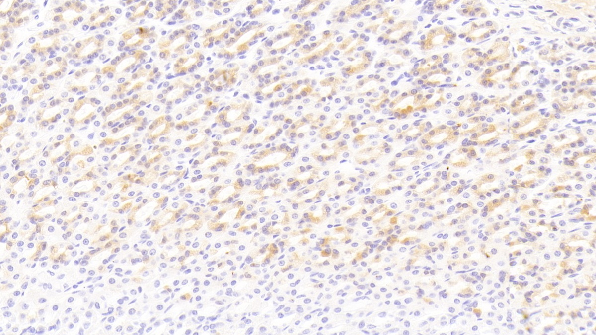 Monoclonal Antibody to Bone Morphogenetic Protein 3 (BMP3)