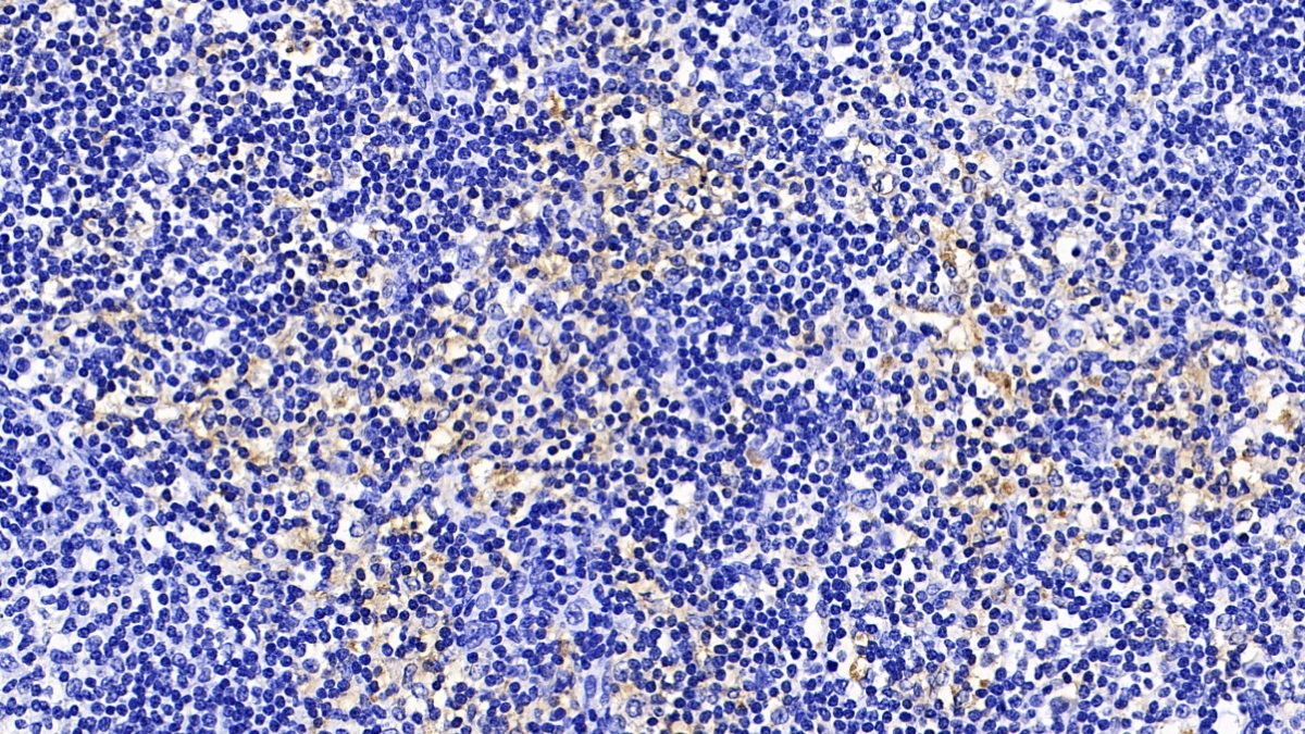 Monoclonal Antibody to HLA Class II Histocompatibility Antigen, DRB1 Beta Chain (HLA-DRB1)