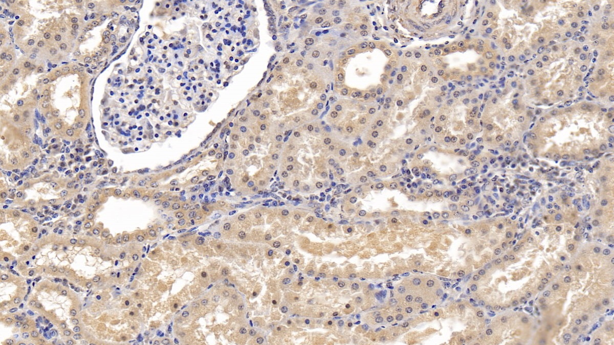 Monoclonal Antibody to Neuregulin 4 (NRG4)