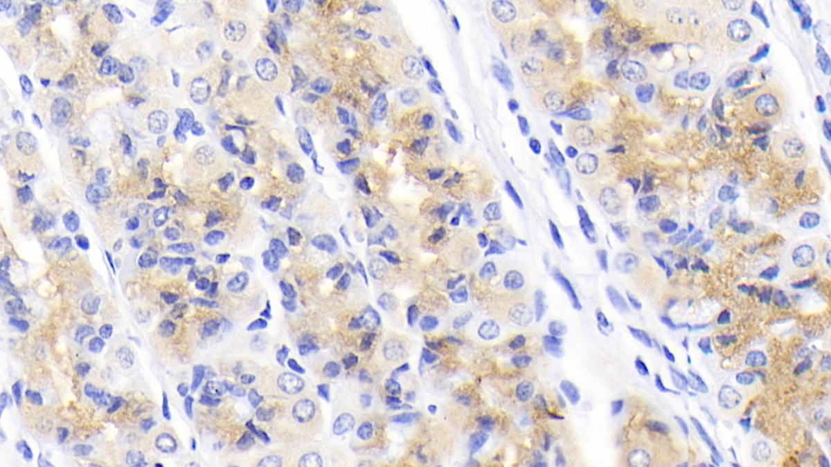 Monoclonal Antibody to Neuregulin 4 (NRG4)