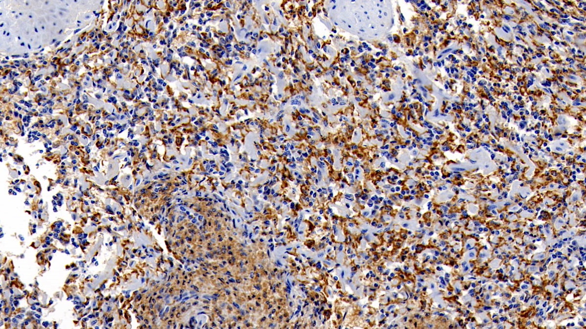 Monoclonal Antibody to Ionized Calcium-binding Adapter Molecule 1 (IBA1)