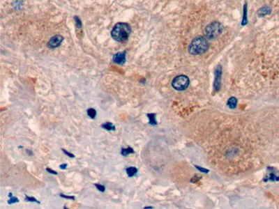 Monoclonal Antibody to Urocortin 2 (UCN2)