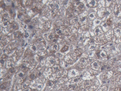 Monoclonal Antibody to Urocortin 2 (UCN2)