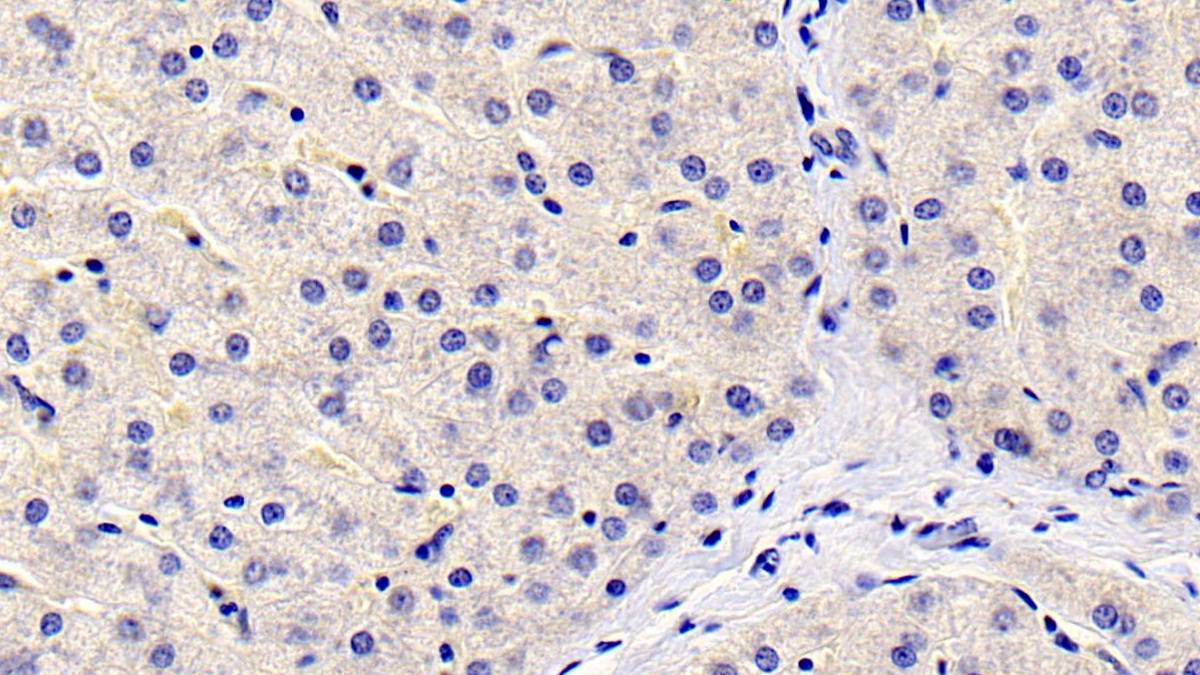 Monoclonal Antibody to Fibrinogen Like Protein 1 (FGL1)