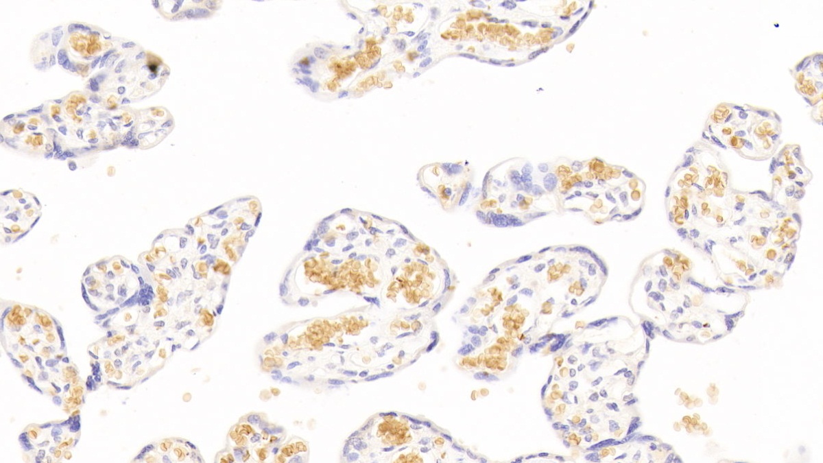 Monoclonal Antibody to Hemoglobin Alpha 1 (HBa1)