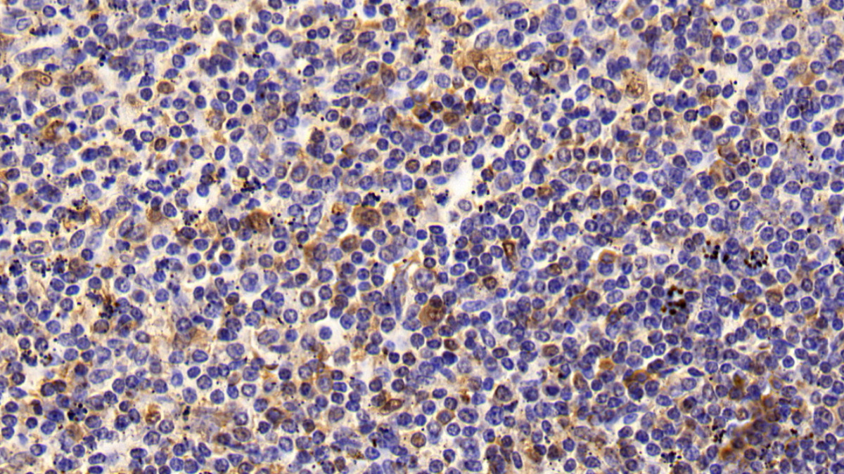 Monoclonal Antibody to T-Cell Surface Glycoprotein CD3 Epsilon (CD3e)