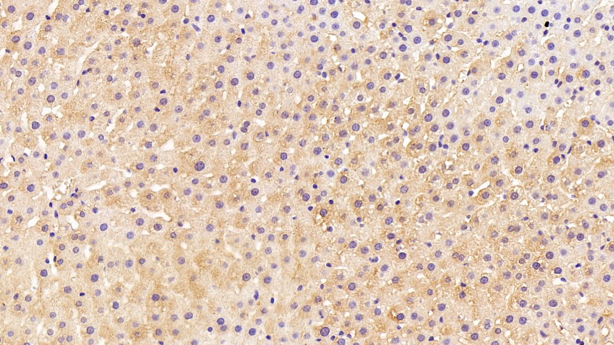 Monoclonal Antibody to 4-Hydroxyphenylpyruvate Dioxygenase (HPD)