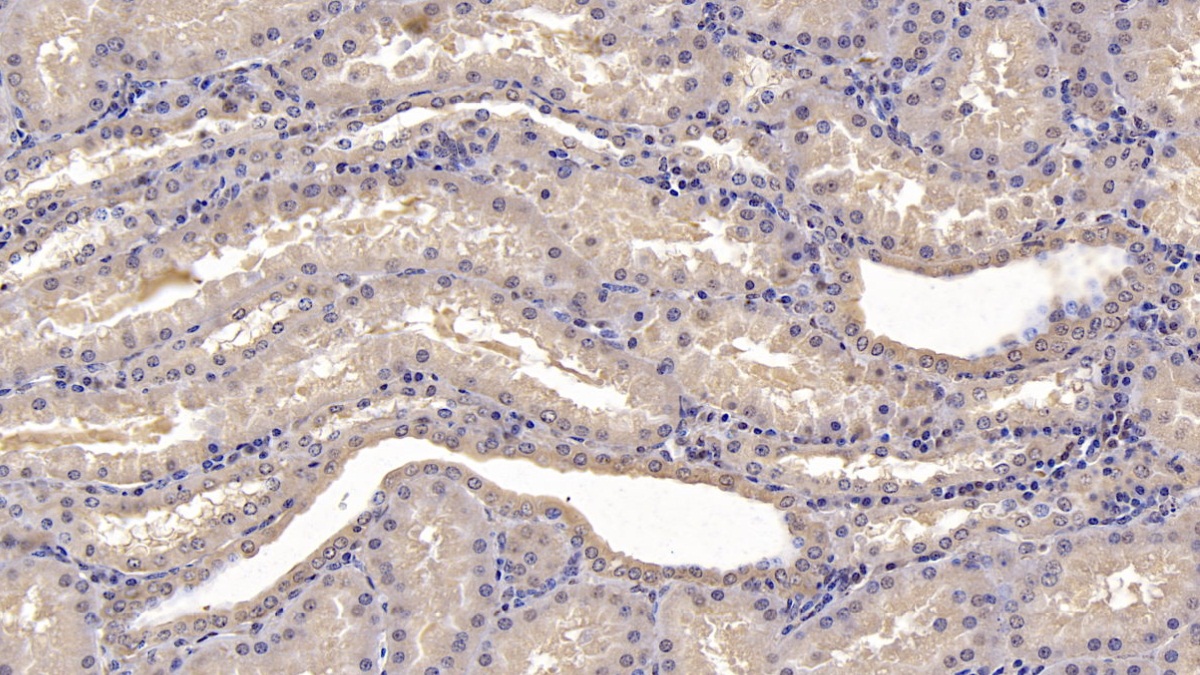 Monoclonal Antibody to Na-Cl Cotransporter (NCCT)