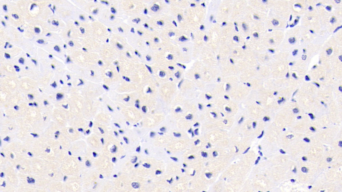 Monoclonal Antibody to FK506 Binding Protein 1A (FKBP1A)