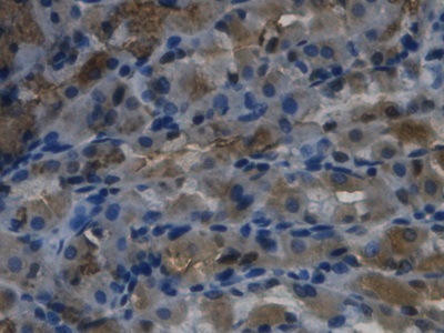 Monoclonal Antibody to Regenerating Islet Derived Protein 3 Gamma (REG3g)