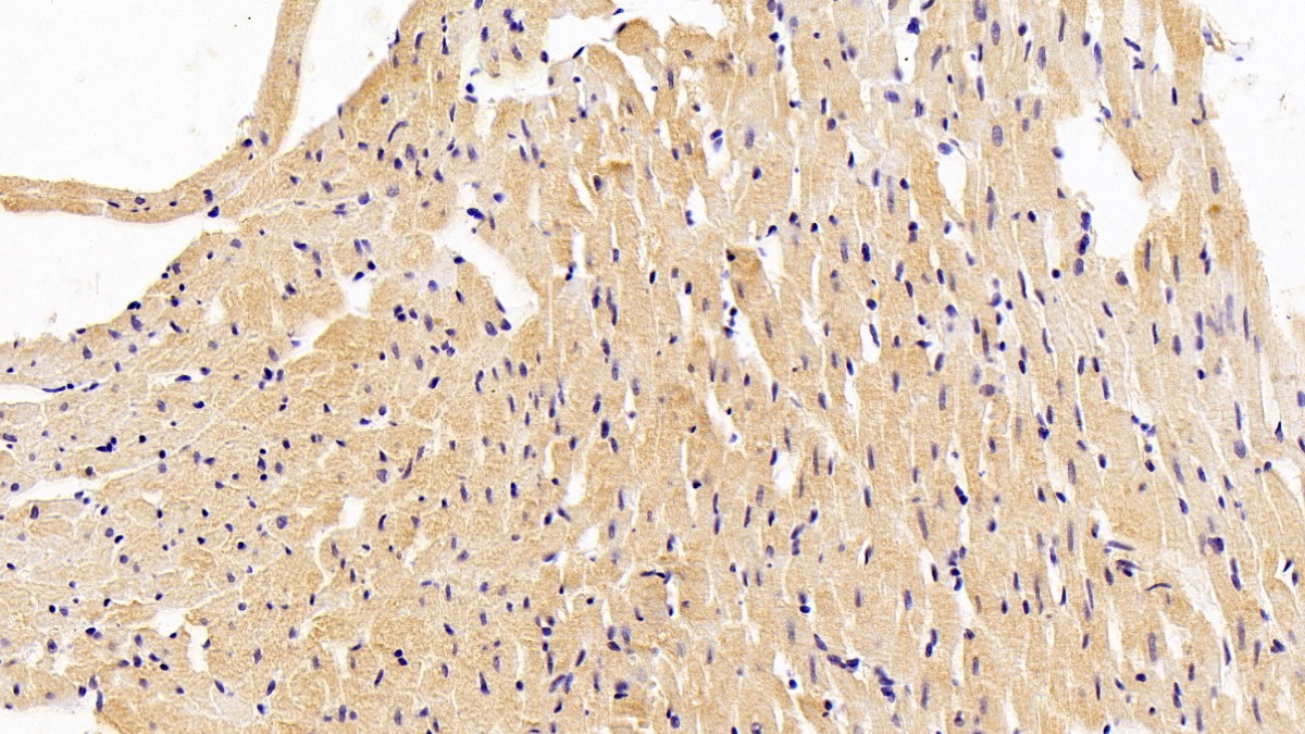 Monoclonal Antibody to Secreted Frizzled Related Protein 1 (SFRP1)