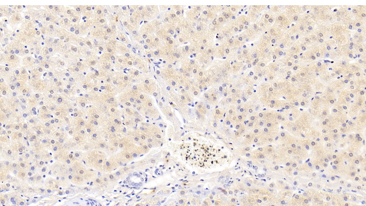 Monoclonal Antibody to Cerebral Dopamine Neurotrophic Factor (CDNF)