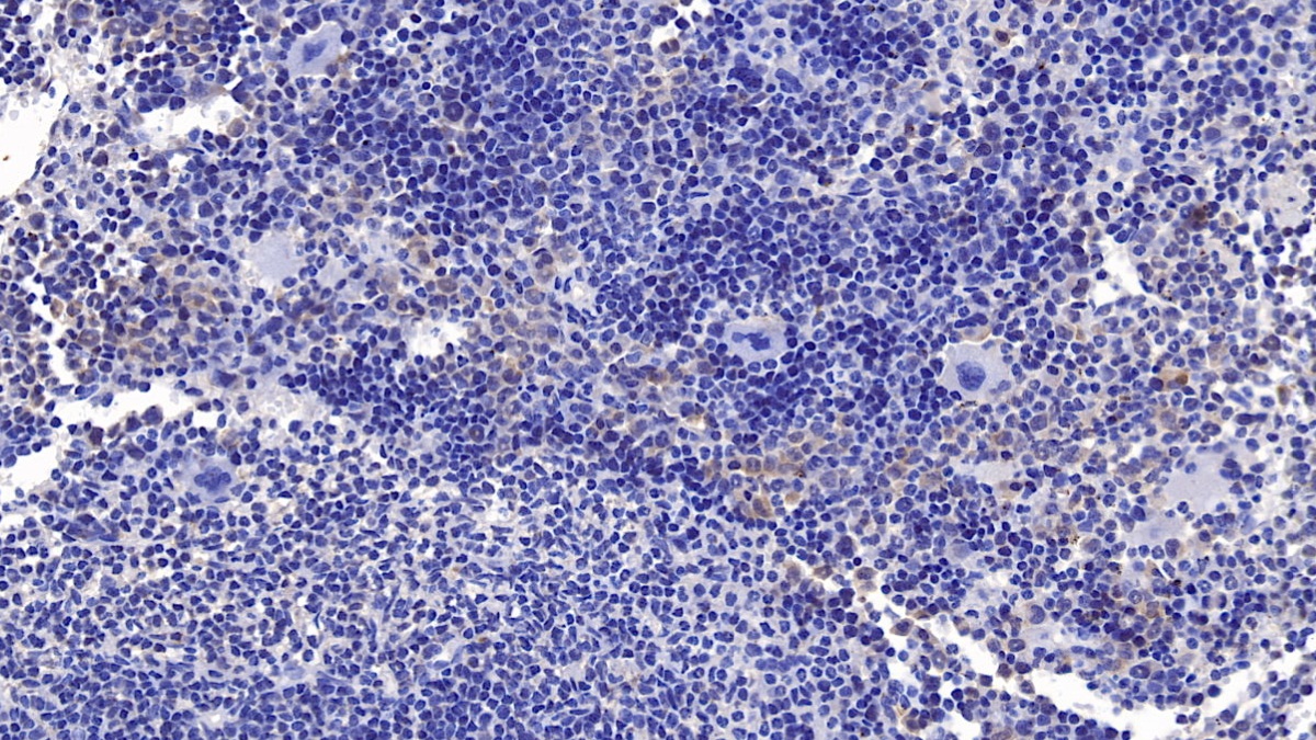 Monoclonal Antibody to Cerebral Dopamine Neurotrophic Factor (CDNF)