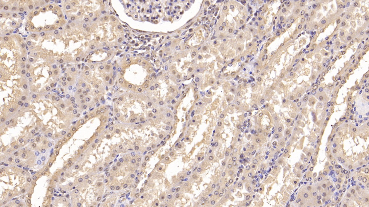 Monoclonal Antibody to Interferon Alpha 21 (IFNa21)