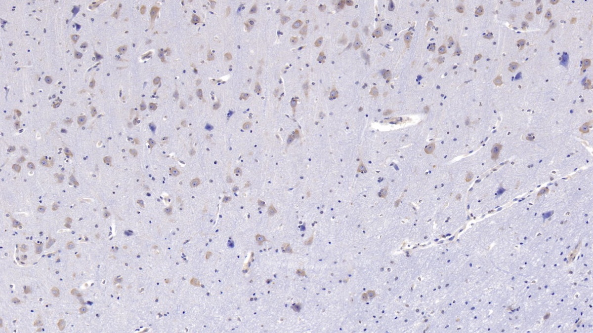 Monoclonal Antibody to Follistatin Like Protein 1 (FSTL1)