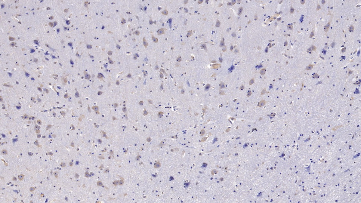 Monoclonal Antibody to Follistatin Like Protein 1 (FSTL1)