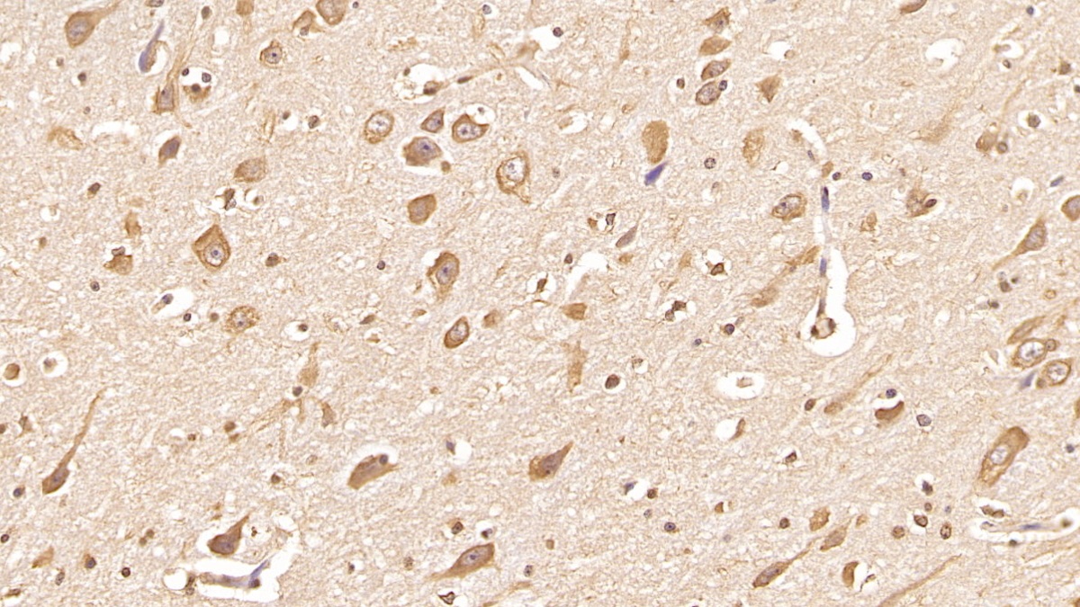 Monoclonal Antibody to Follistatin Like Protein 1 (FSTL1)