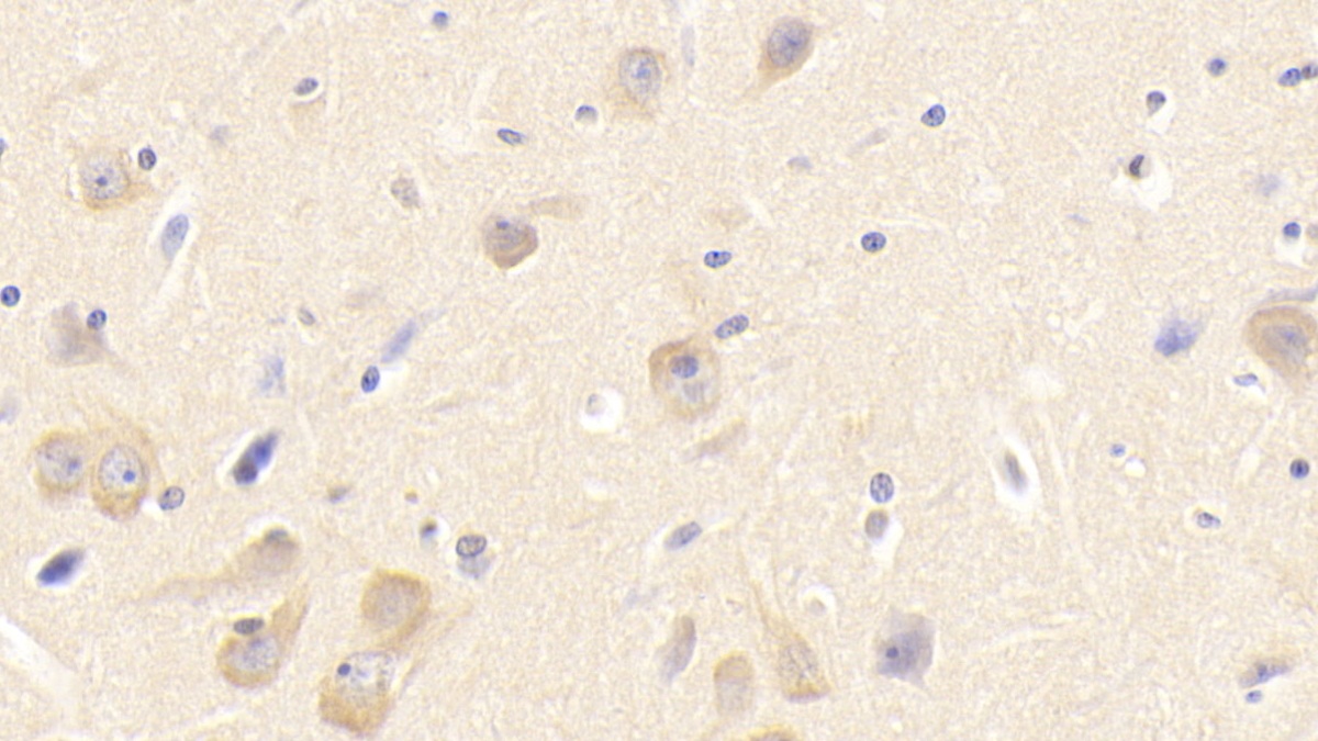 Monoclonal Antibody to Follistatin Like Protein 1 (FSTL1)